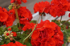 Clonopsis gallica