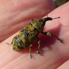 Gasteroclisus