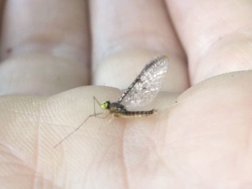Leucrocuta walshi