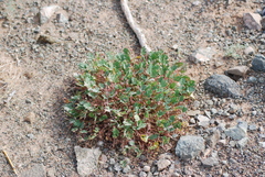Erodium tibetanum
