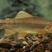 Gila Trout - Photo 
U.S. Fish and Wildlife Service, no known copyright restrictions (public domain)