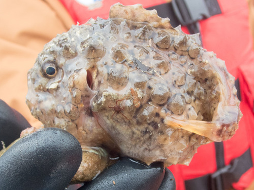 Newfoundland spiny lumpsucker (Eumicrotremus terraenovae) — Cyclopteridae — 3