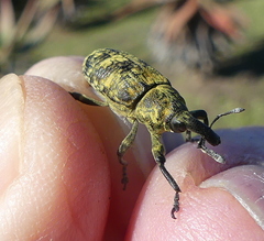 Gasteroclisus
