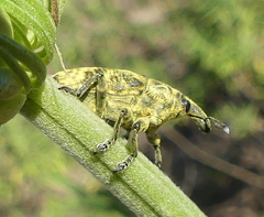 Gasteroclisus