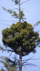 Arceuthobium pusillum