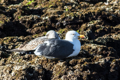 Larus fuscus