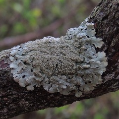 Hypotrachyna showmanii