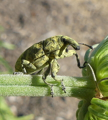 Gasteroclisus
