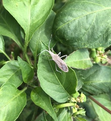 Chariesterus antennator