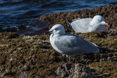 Ichthyaetus audouinii