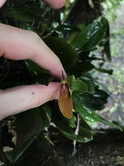 Restrepia antennifera