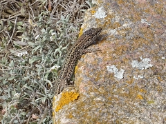 Podarcis carbonelli berlengensis