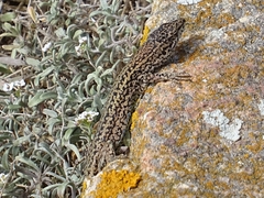 Podarcis carbonelli berlengensis