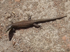 Podarcis carbonelli berlengensis