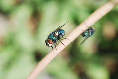 Calliphoridae