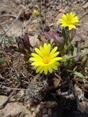 Calendula suffruticosa