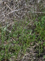 Thysanocarpus curvipes