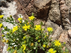 Pulicaria microcephala