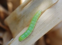 Lepidoptera