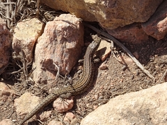 Podarcis carbonelli berlengensis