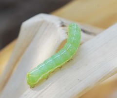 Lepidoptera