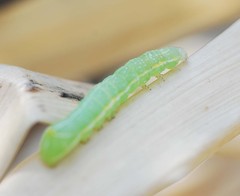 Lepidoptera