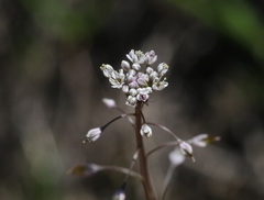 Thysanocarpus curvipes