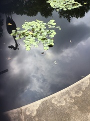 Trachemys scripta elegans