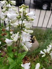 Bombus griseocollis