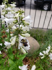 Bombus griseocollis