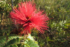 Calliandra dysantha