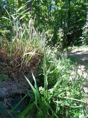 Elymus caninus