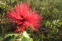 Calliandra dysantha