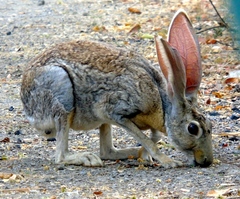 Lepus alleni