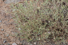 Asterothamnus centrali-asiaticus