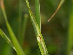 Agromyza nigrociliata