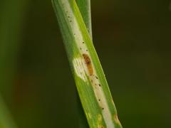 Agromyza nigrociliata