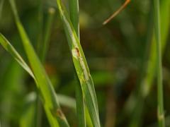 Agromyza nigrociliata