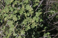 Malacothamnus densiflorus