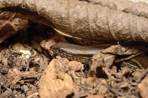Sphenomorphus megalops
