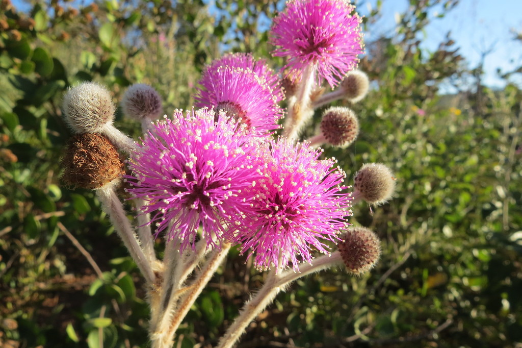 Mimosa lanuginosa