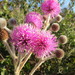 Mimosa lanuginosa - Photo 由 Gabriel Völker Lacerda 所上傳的 (c) Gabriel Völker Lacerda，保留部份權利CC BY-NC