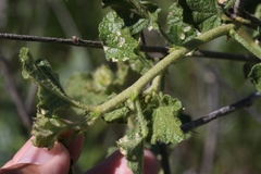 Malacothamnus densiflorus