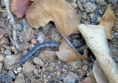 Arthrorhabdus pygmaeus