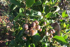 Davilla elliptica