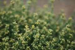 Anabasis brevifolia