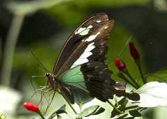 Papilio phorcas congoanus