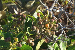 Davilla elliptica