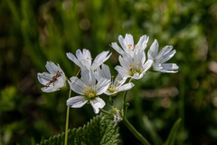 Cerastium maximum