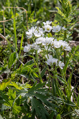 Cerastium maximum